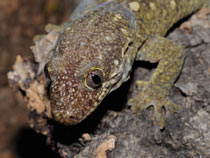 Rhacodactylus tr. trachycephalus